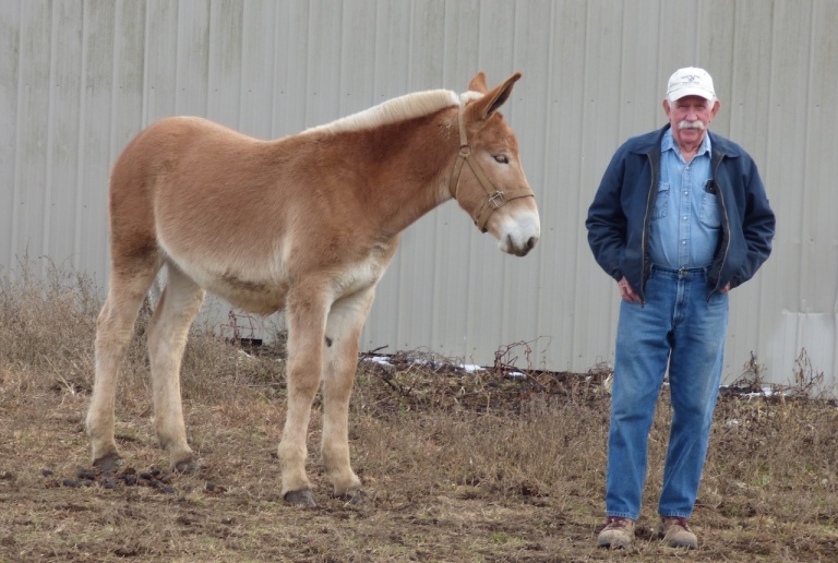 Mules Townley #39 s Jackstock Mules Townley #39 s Jackstock