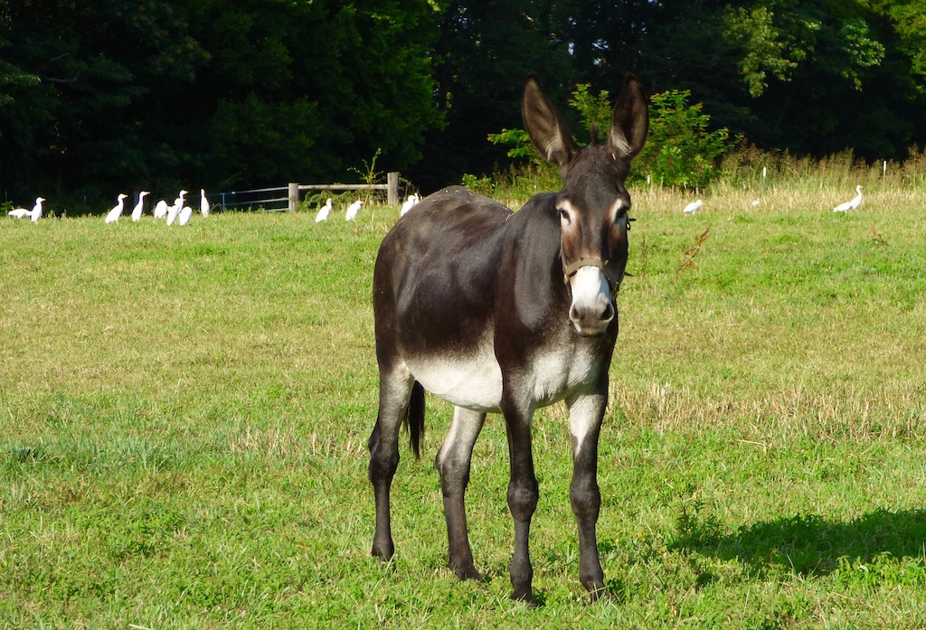 Townley's Jackstock – Donkeys and Mules